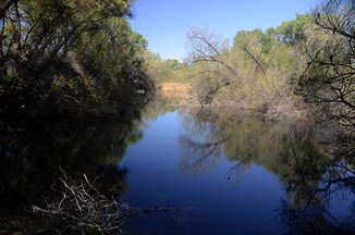 Hassayampa River Preserve, March 14, 2013